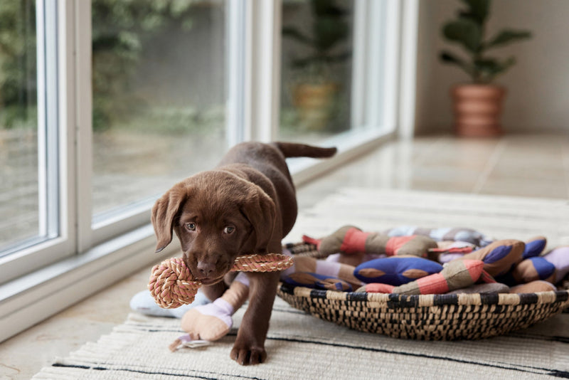 media image for ashi dog toy caramel blue 5 276