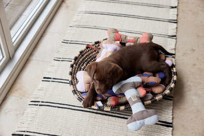 product image for ashi dog toy caramel blue 4 3