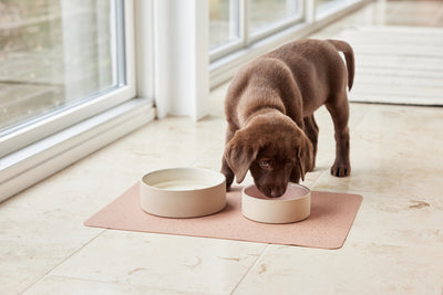 product image for sia dog bowl medium 8 37