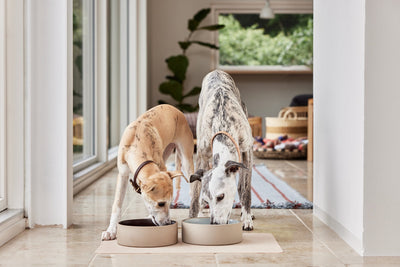 product image for sia dog bowl large 11 30