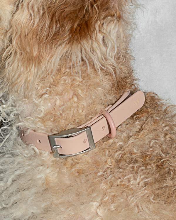 media image for Collar in Various Sizes & Colors 270