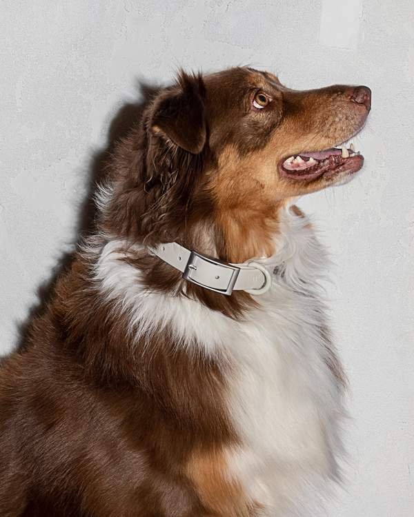 media image for Collar in Various Sizes & Colors 251